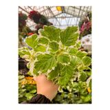 Nura Botanik Plectranthus Forsteri Adaçayı Kokulu Bitki, Sarkıcı Tür, Saksılı