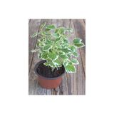 Nura Botanik Plectranthus Forsteri Kokulu Bitki Saksılı Çok Yıllık 10-20 cm