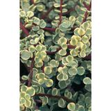 Nura Botanik Portulaca Afra Variegata Alacalı Fil Azığı Sukulent Bitki, 5.5cm Saksı