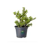 Nura Botanik Portulacaria Afra Yeşim Çiçeği Saksılı, 15-30cm, Yeşil, Ofis ve Salon Bitkisi