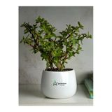 Nura Botanik Portulacaria Afra Yeşim Çiçeği, Saksılı İç Mekan Ofis Bitkisi, 15-25cm, Yenilebilir