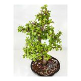 Nura Botanik Portulacaria Afra Yeşim Para Çiçeği, 15-30cm, Saksılı İç Mekan Bitkisi