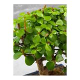 Nura Botanik Portulacaria Afra Yeşim Para Çiçeği, 20-30cm, Yenilebilir, Salon Bitkisi, 1 Adet