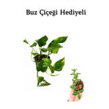 Nura Botanik Pothos Alacalı Salon Sarmaşığı, Buz Çiçeği Hediyeli