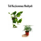 Nura Botanik Pothos Alacalı Salon Sarmaşığı, Tül Kuşkonmaz Hediyeli