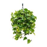 Nura Botanik Pothos Sarmaşığı Askılı Saksıda, Epipremnum Aureum Bitkisi