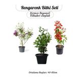 Nura Botanik Renkli Bahçe Bitkileri Seti, Kırmızı Begonvil, Filbahri Ağaç Şakayığı, Mor Leylak Çiçeği, 40-60cm