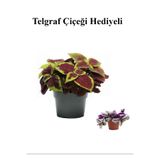 Nura Botanik Renkli Yapraklı Yaprak-Cam Güzeli, Bodur Çiçekli Bitki, Kırmızı-Sarı