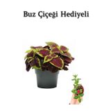 Nura Botanik Renkli Yapraklı Yaprak-Cam Güzeli, Buz Çiçeği Hediyeli, Çiçekli Bodur Bitki