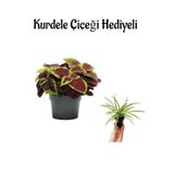 Nura Botanik Renkli Yapraklı Yaprak Güzeli Çiçeği, Kurdele Çiçeği Hediyeli