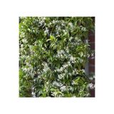 Nura Botanik Rhyncospermum Jasminoides Arap Yasemini Yasemin Fidanı, Beyaz Çiçekli