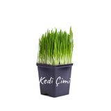 Nura Botanik Saksıda Canlı Kedi Otu Mix, 15-20 cm, Kediler İçin Taze Çim Bitkisi