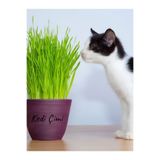 Nura Botanik Saksıda Kedi Çimi & Otu, Canlı Taze Filizli Bitki, 15-20 cm