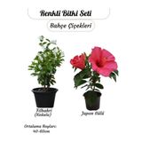 Nura Botanik Saksılı 2'li Çiçek Seti, Pembe Japon Gülü & Filbahri, 30-50cm Boy