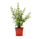 Nura Botanik Saksılı Canlı Bitki Yeşim Para Bitkisi Portulacaria afra, 15-30cm, Yeşil