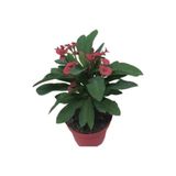 Nura Botanik Saksılı Ebruli Dikenler Tacı Japon İğnesi Euphorbia Milii, 5-15 cm