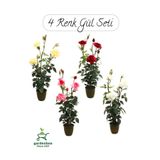 Nura Botanik Saksılı Gül Seti Kokulu 4 ADET Yediveren Gül Sarı+Kırmızı+Pembe+Beyaz Renk 30-50Cm