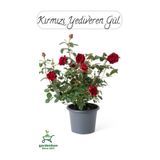 Nura Botanik Saksılı Kırmızı Gül Fidanı, 30-50 cm, Bahçe Gülü, 1 Adet