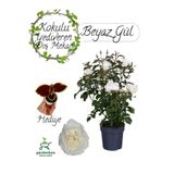 Nura Botanik Saksılı Kokulu Beyaz Gül Fidanı 30-50 cm + Yaprak Güzeli Hediye