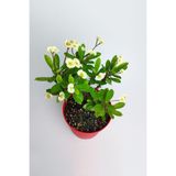 Nura Botanik Saksılı Sarı Dikenler Tacı Japon Iğnesi Euphorbia Milli, 5-15 cm
