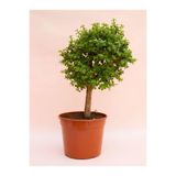 Nura Botanik Saksılı Yeşim Para Çiçeği, Bonsai Yapımına Uygun, 15-30cm, Ofis Çiçeği