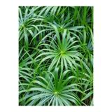 Nura Botanik Salon Bitkisi Japon Şemsiyesi, 1 Adet Saksılı, 50-60cm, Cyperus Alternifolius, Yeşil