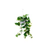 Nura Botanik Salon Sarmaşığı Epipremnum Aureum Golden Pothos, 25 cm, Askılı Saksıda, İç Mekan