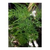 Nura Botanik Salon Tülü Kuşkonmaz Bitkisi, 25-40 cm, İç Mekan Ev Bitkisi, Asparagus