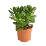 Nura Botanik Şans Çiçeği Crassula Ovata Ev Bitkisi Canlı Para Çiçeği 15-25cm