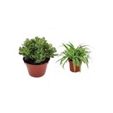 Nura Botanik Şans Para Çiçeği ve Kurdele Çiçeği Seti, 2 Adet, 15-30 cm, İç Mekan Bitkisi