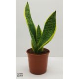 Nura Botanik Sansevaria Paşa Kılıcı Peygamber Kılıç Çiçeği, 35 cm, Yeşil