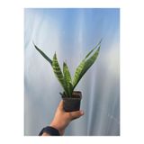 Nura Botanik Sansevieria Kılıç Çiçeği Bitkisi, 1 Adet Saksılı, 15-30 cm, İç Mekan Bitkisi