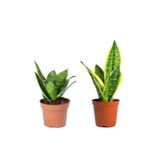 Nura Botanik Sansevieria Mini Paşa Kılıcı Peygamber Kılıcı Mini Seti