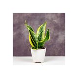 Nura Botanik Sansevieria Paşa Kılıcı Bitkisi, 20-30 cm, Yeşil