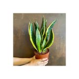 Nura Botanik Sansevieria Paşa Kılıcı Bitkisi, 30-40 cm, Saksılı, Yeşil-Sarı