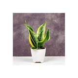 Nura Botanik Sansevieria Paşa Kılıcı Peygamber Kılıcı Bitkisi, 20-30 cm, Plastik Saksıda