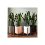 Nura Botanik Sansevieria Paşa Kılıcı Peygamber Kılıcı Canlı Bitki