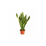 Nura Botanik Sansevieria Sarılı Paşa Kılıcı Çiçeği Fidanı 40-55 cm Saksılı