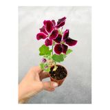 Nura Botanik Sardunya Çiçeği Fidanı, Bordo, 10-20 cm