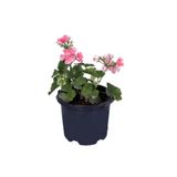 Nura Botanik Sardunya Çiçeği Saksı'da, Pelargonium, Açık Pembe Renk