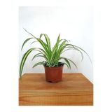 Nura Botanik Sarı Alacalı Kurdele Çiçeği Chlorophytum Comosum, 20-40cm