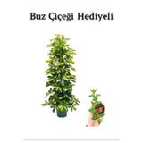 Nura Botanik Sarı Alacalı Şeflera Bitkisi, Hediyelik, Buz Çiçeği Hediyeli