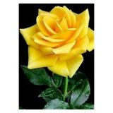 Nura Botanik Sarı Aşılı Yediveren Gül Fidanı, 55-65 cm, Saksıda, Yellow Rose