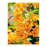 Nura Botanik Sarı Begonvil Çiçeği Fidanı, 50-60 cm, 1 Adet Saksılı Dış Mekan Sarmaşık Bougainvillea