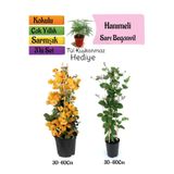 Nura Botanik Sarı Begonvil, Kokulu Hanımeli Çiçeği, Tül Kuşkonmaz Hediyeli 3'lü Peyzaj Seti, 30-60 cm