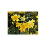 Nura Botanik Sarı Çiçekli Kokulu Yasemin, 50-100 cm, Dış Mekan Bitkileri, Jasminum Fruticans