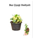 Nura Botanik Sarı Çiçekli Milli Dikenler Tacı Kaktüs, Buz Çiçeği Hediyeli