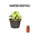 Nura Botanik Sarı Çiçekli Milli Dikenler Tacı Kaktüs, Hediyeli
