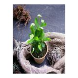 Nura Botanik Sarı Çiçekli Milli Dikenler Tacı Mini Saksıda Euphorbia, 5-10 cm, İç/Dış Mekan Bitki
