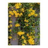 Nura Botanik Sarı Çiçekli Yasemin Fidanı, 70-90 cm, 1 Adet Saksılı Dış Mekan Bitkisi, Jasminum Nudiflorum